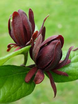 Calycanthus floridus